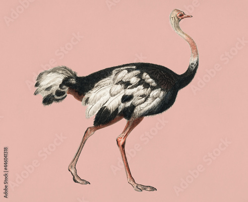 Vintage Illustration of Common ostrich.
