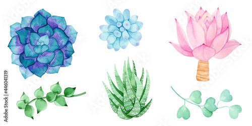Fototapeta Naklejka Na Ścianę i Meble -  Set of watercolor floral elements of multicolored succulents isolated on a white background. For wedding design, logo, greeting cards, sublimation and other ideas.