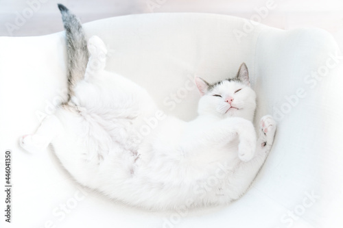 Biały, śpiący kot photo