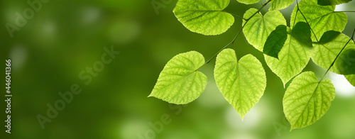 Fresh spring, summer green foliage of tree leaves and a springtime bokeh banner background.