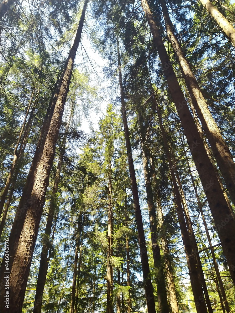 Fototapeta premium Sommerlicher Wald im Sonnenschein
