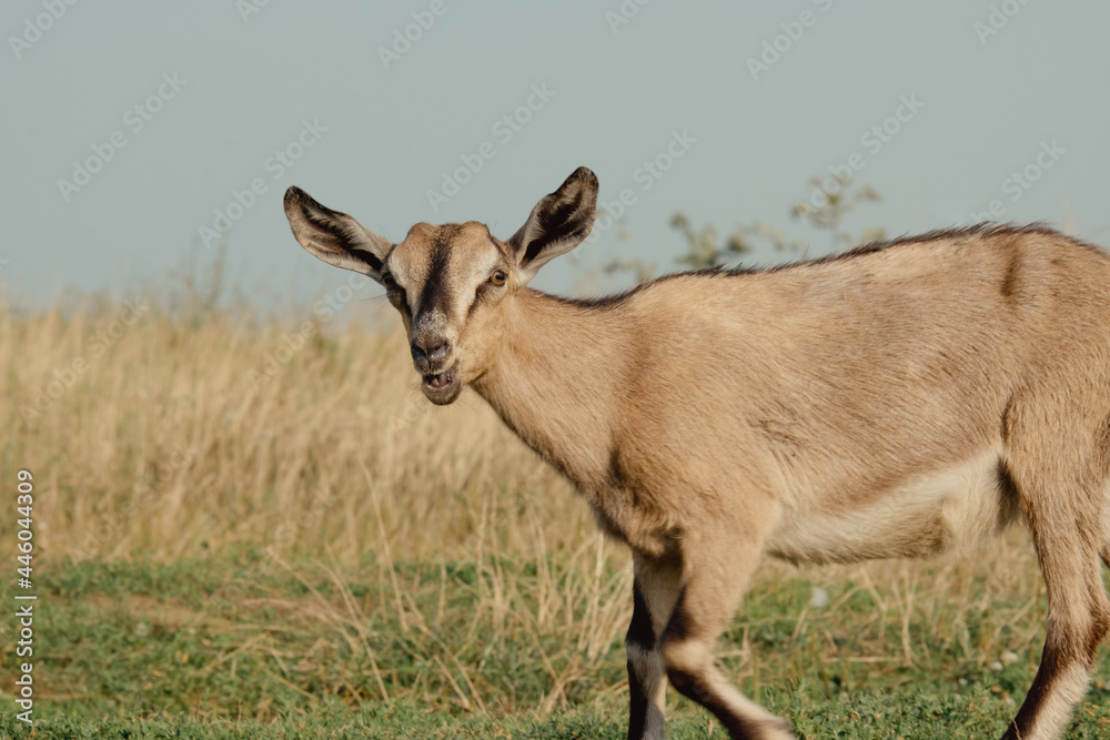 Goats in nature. A brown horned goat head on blurry natural background. Herd of goats and flock of sheep in the Ryazan field Goats in nature. A brown horned goat head on blurry natural background. Herd of goats and flock of sheep in the Ryazan field