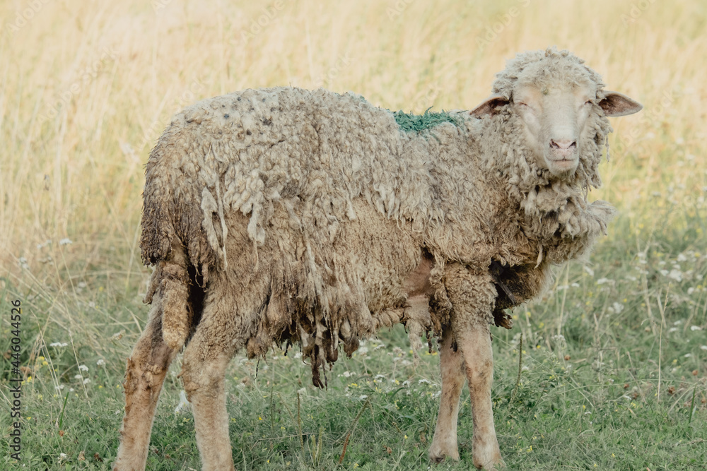 Obraz premium Goats in nature. A horned goat head on blurry natural background. White goats in a meadow of a goat farm. Goat. Portrait of a goat on a farm in the village