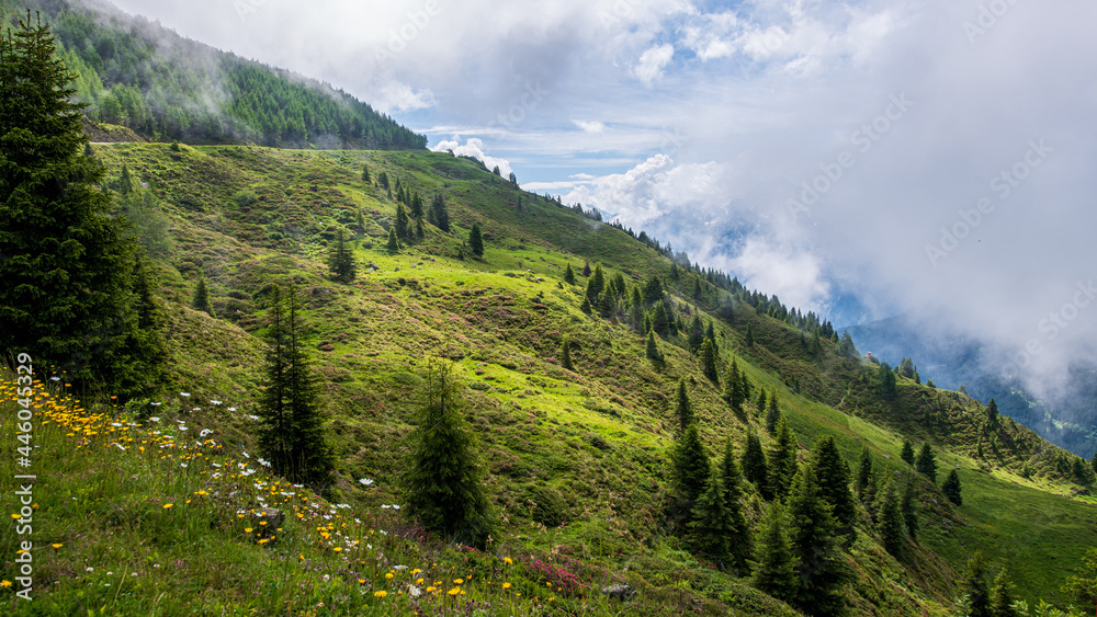 Landschaft in den Zillertaler Alpen, Tuxer Alpen bei aufziehenden Wolhen - grüne Wiesen mit alpinen Blumen, Almenrausch und Nadelbäumen, Tirol, Österreich im Sommer