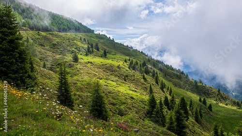 Landschaft in den Zillertaler Alpen, Tuxer Alpen bei aufziehenden Wolhen - grüne Wiesen mit alpinen Blumen, Almenrausch und Nadelbäumen, Tirol, Österreich im Sommer photo