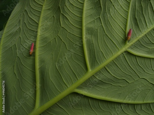Bothrogonia (leafhopper) on green Taro plant leaves, green background photo