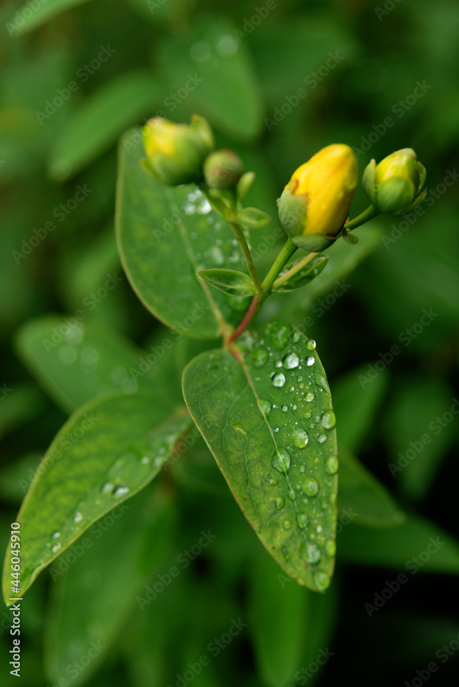 Hypericum yellow flower after rain Hypericum yellow flower after rain