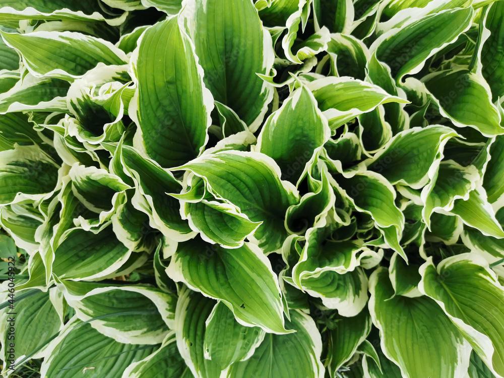 Large green hosta leaves with a white border, top view, in the Botanical garden of St. Petersburg. Large green hosta leaves with a white border, top view, in the Botanical garden of St. Petersburg.