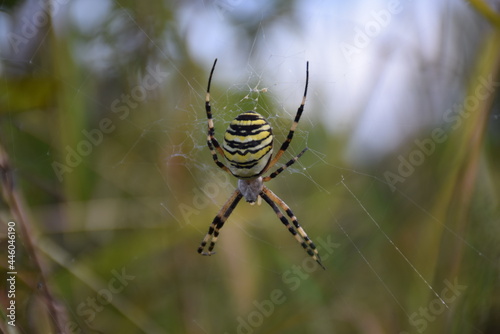 spider on a web © Katarina