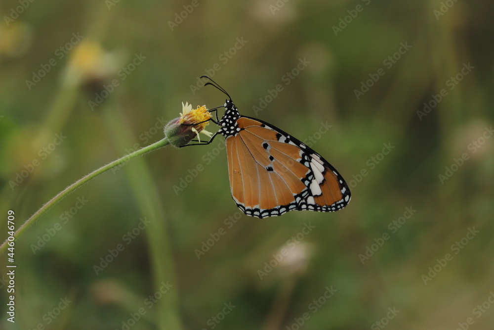 butterfly on a flower butterfly on a flower