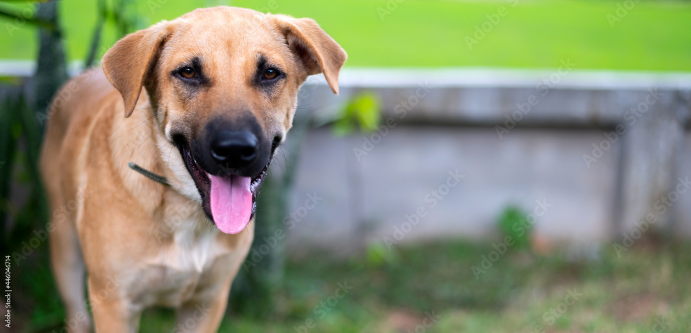 The brown dog stood looking camera with stick out tongue on blurred background. The brown dog stood looking camera with stick out tongue on blurred background.