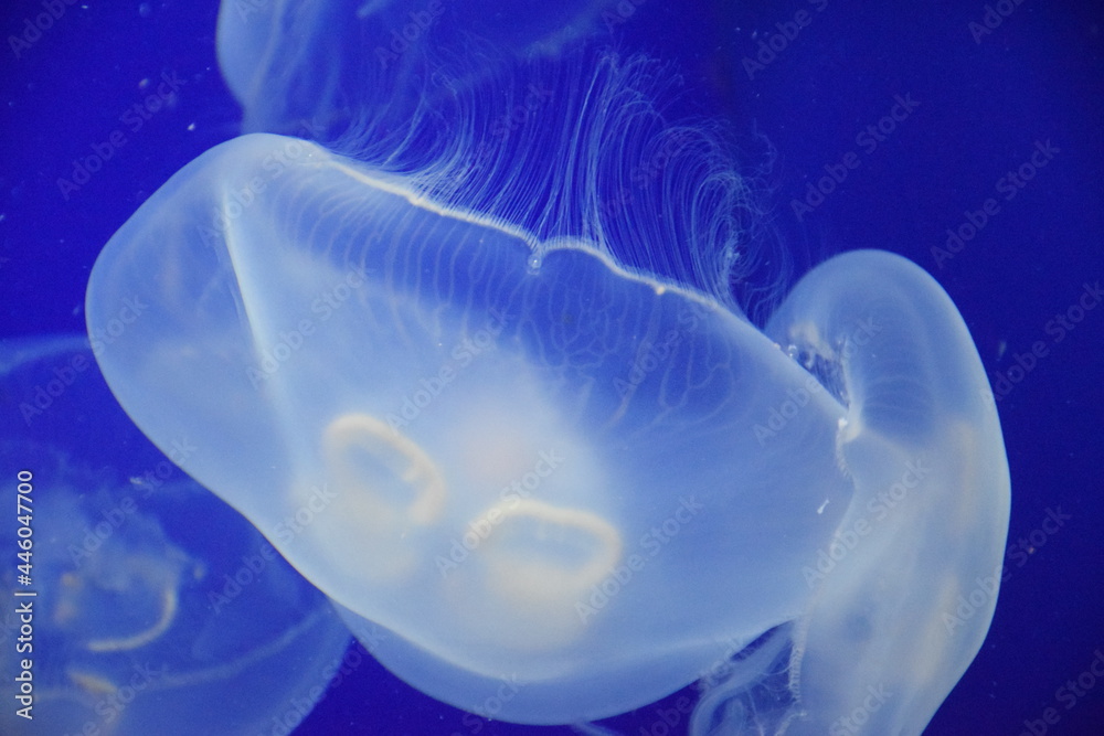 jelly fish in the blue water jelly fish in the blue water