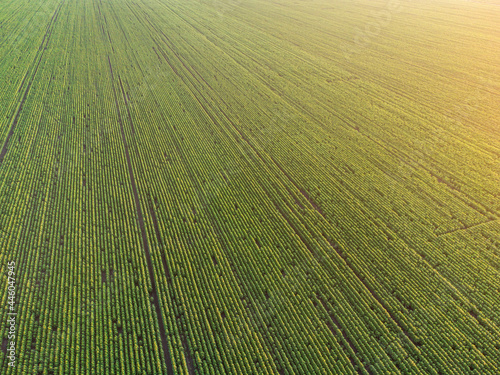 Huge field view from the drone at summer  © Oleh Rode