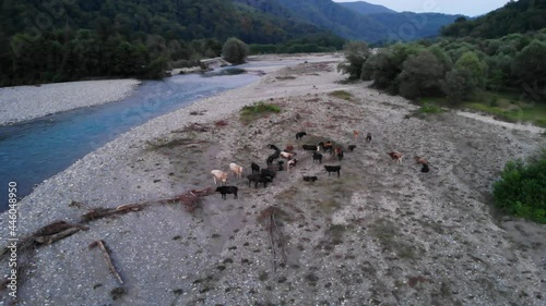 Flight over of cows grazing on alpine pasture near mountain river. Taken by drone, fly past
