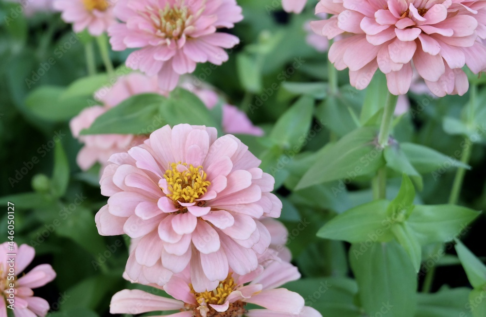 Fototapeta premium Close Up Beautiful Fresh Pink Chrysanthemum Flowers