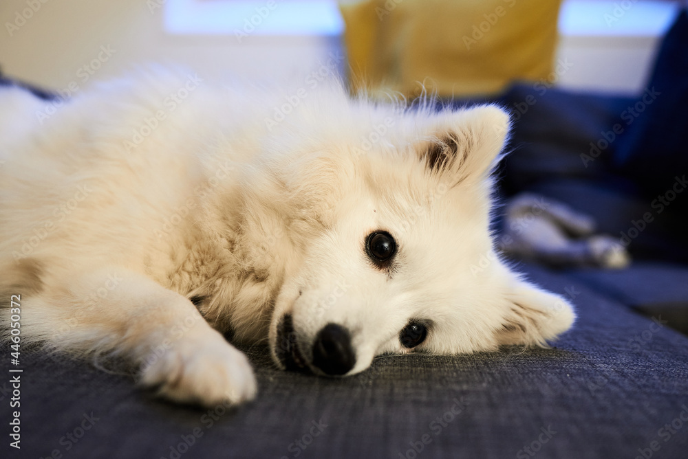 white pomeranian dog portrait