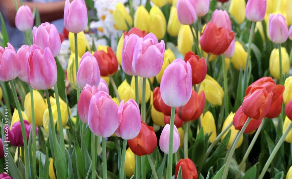 Fresh Red, Pink and Yellow Tulip Flowers