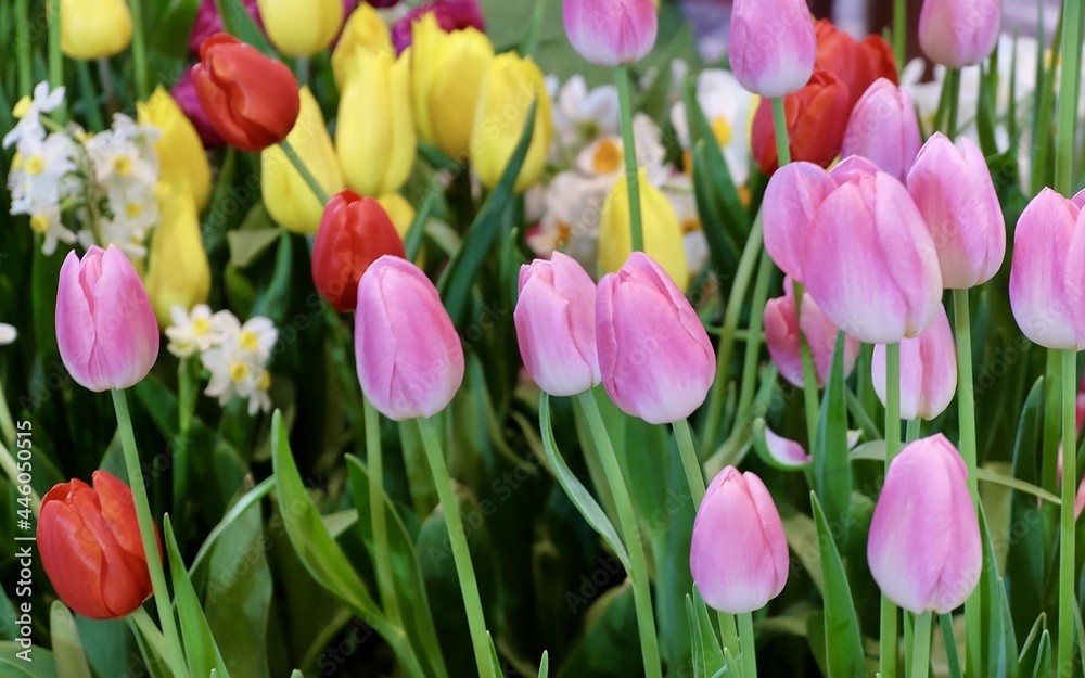 Fresh Red, Pink and Yellow Tulip Flowers Fresh Red, Pink and Yellow Tulip Flowers