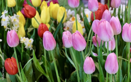 Fresh Red, Pink and Yellow Tulip Flowers
