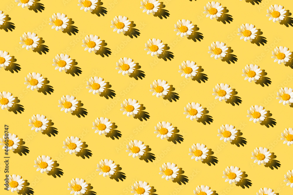 Creative summer pattern made of camomile flower on pastel background. Floral backdrop. Nature concept. Top view. Flat lay Creative summer pattern made of camomile flower on pastel background. Floral backdrop. Nature concept. Top view. Flat lay