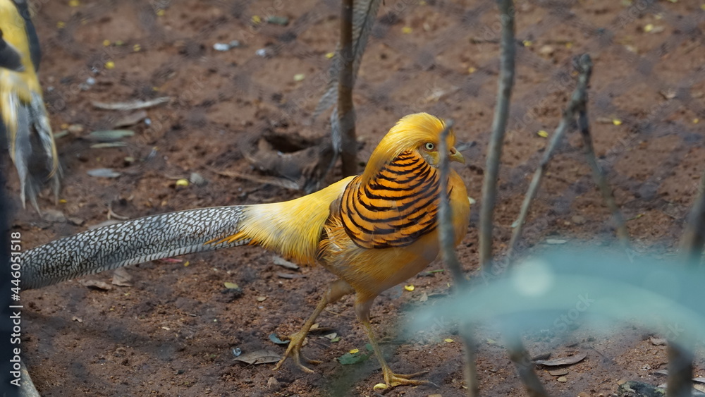 Golden Pheasant in the park.