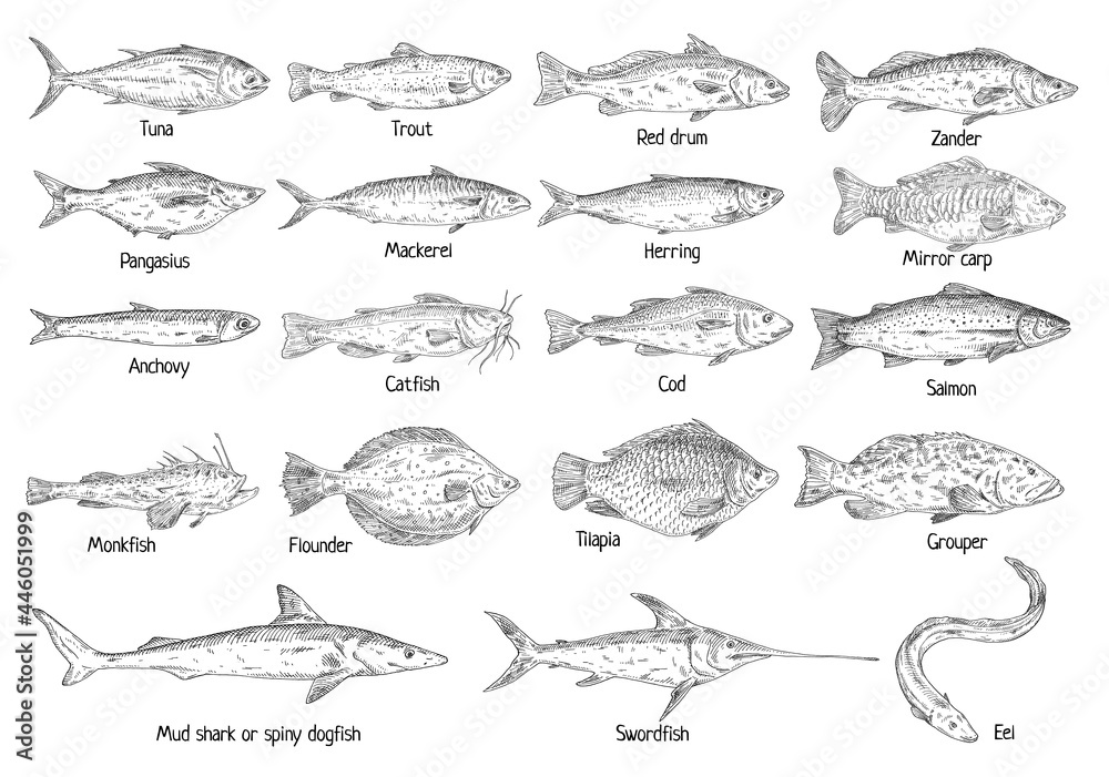Type different fish isolated on white. Vintage hatching vector monochrome black illustration