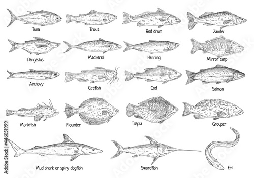 Type different fish isolated on white. Vintage hatching vector monochrome black illustration © Ihor