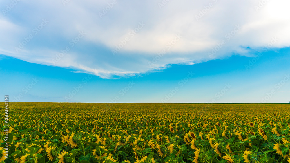 sunflower field and blue sky
