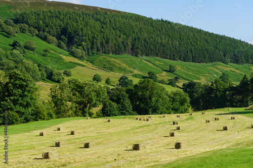 Square-shaped bales of hay waiting to be harvested by the Farmer, Nidderdale, North Yorkshire, England, UK.