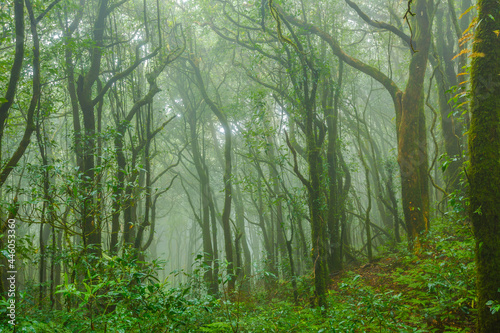 Tropical forest in the mist 