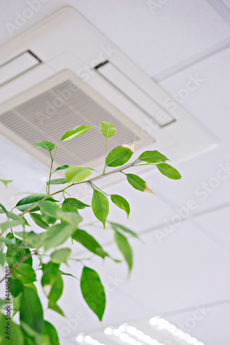 Ficus green leaves against ceiling air conditioner in modern office or at home. Indoor air quality concept