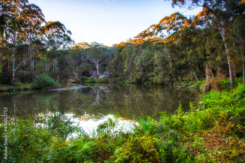 Lane Cove lush wide bushes