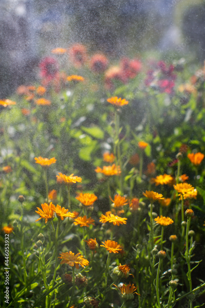 Summer flowers in the garden surrounded by many small drops of water. Clear sunny weather. The plants are watered. Summer flowers in the garden surrounded by many small drops of water. Clear sunny weather. The plants are watered.