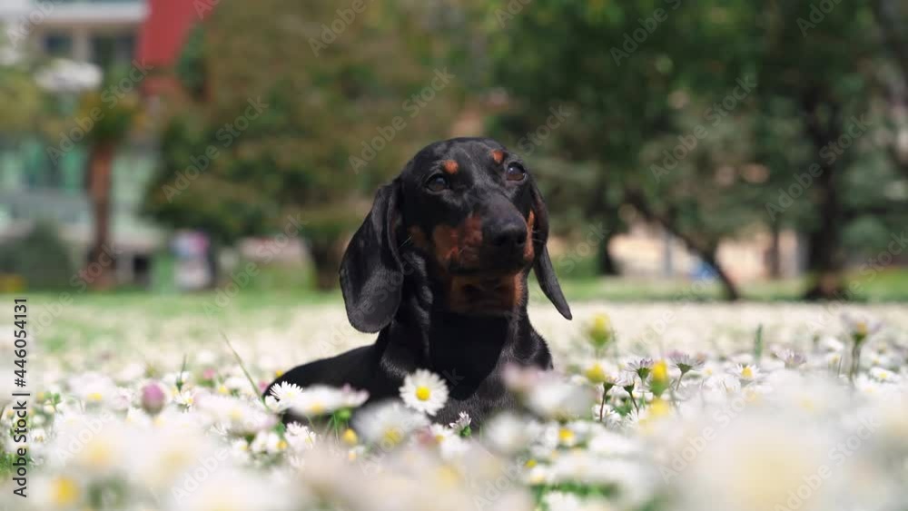 Adorable dachshund puppy on beautiful meadow among daisies, looking around and basking in first warm spring sun light, then run away, front view. Pleasant walk in park. Adorable dachshund puppy on beautiful meadow among daisies, looking around and basking in first warm spring sun light, then run away, front view. Pleasant walk in park.