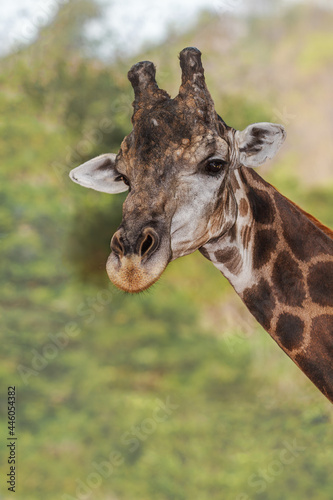 Fototapeta Naklejka Na Ścianę i Meble -  Portrait of a giraffe 