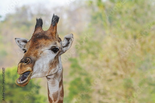 Funny giraffe on clear background with plenty of copy space