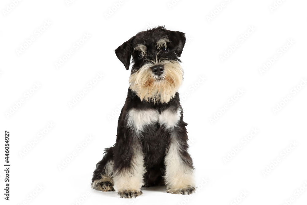 miniature schnauzer sitting