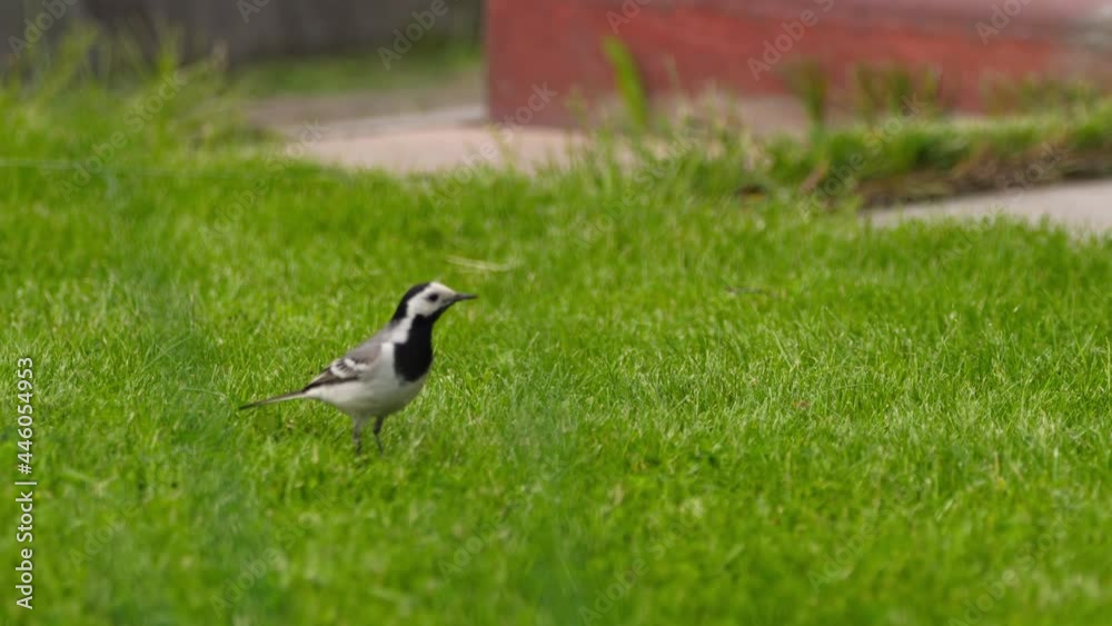 Wagtail looking for insects in the grass Wagtail looking for insects in the grass