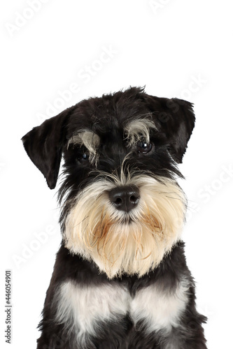 portrait of a puppy miniature schnauzer 