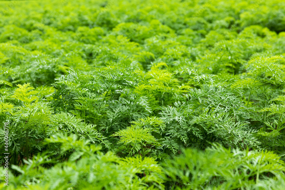 Carrot leaves in the carrot field on a cloudy day. Carrot leaves in the carrot field on a cloudy day.