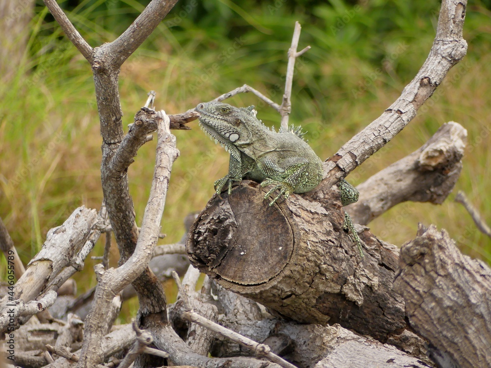 Fototapeta premium Iguane au aguet sur un tronc Antillais.