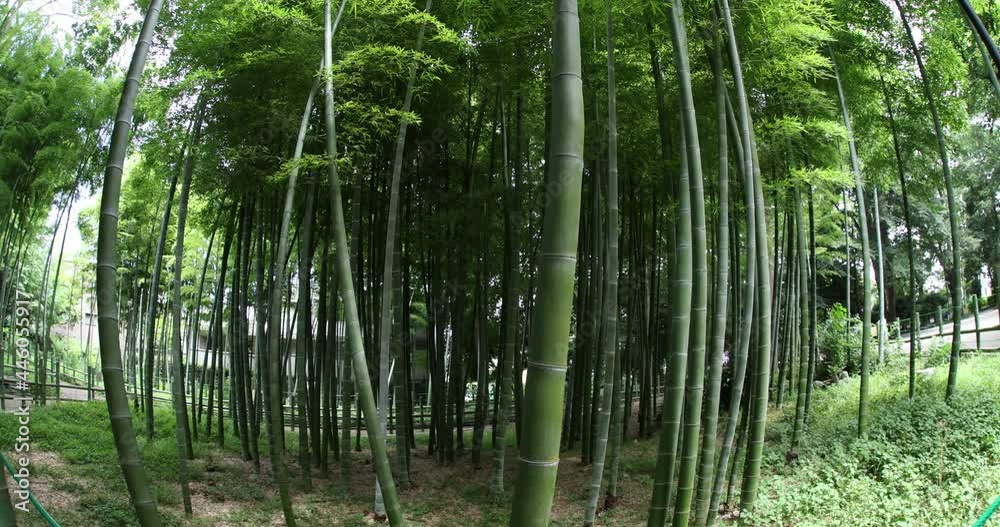 Beautiful bamboo forest at the traditional park daytime fish eye shot Beautiful bamboo forest at the traditional park daytime fish eye shot