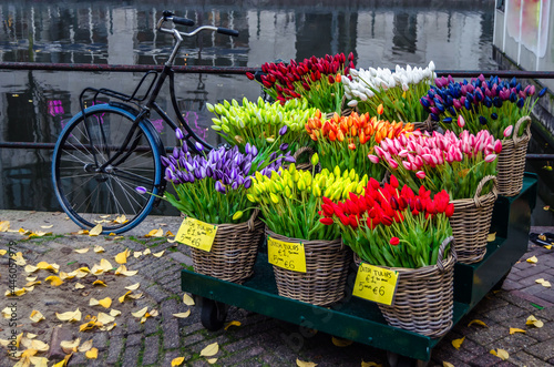 Beautiful tulips for sale in Amsterdam, the Netherlands