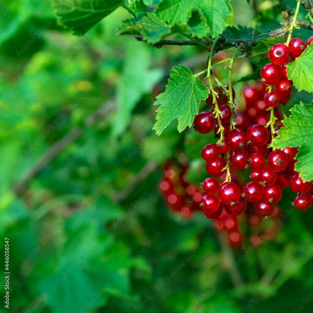 Berries of juicy ripe red currant on a bush Berries of juicy ripe red currant on a bush