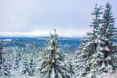 Snowed in icy fir trees landscape Brocken mountain Harz Germany
