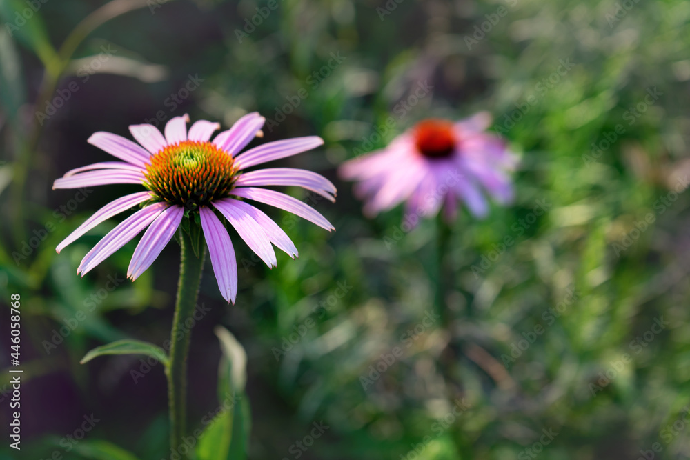 Bright purple echinacea flowers in the garden Bright purple echinacea flowers in the garden