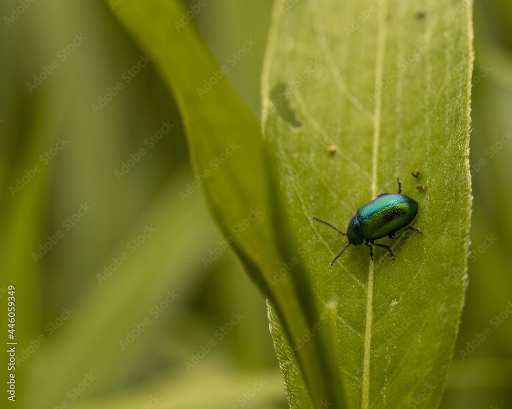bug on a leaf bug on a leaf