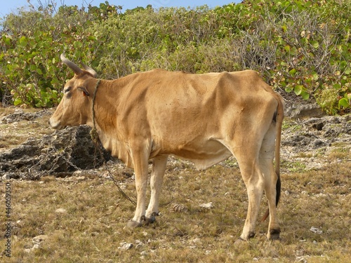 Vieille vache créole