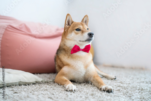 Pet Lover concept. Japanese dog on the carpet in living room. Shiba Inu is a Japanese dog that is famous throughout the world.