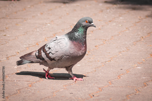 pigeon on a walk in the park